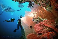 Solomon Islands - Ghizo - Nik_RS-subtronic strobe - COMPO... by Manfred Bail 